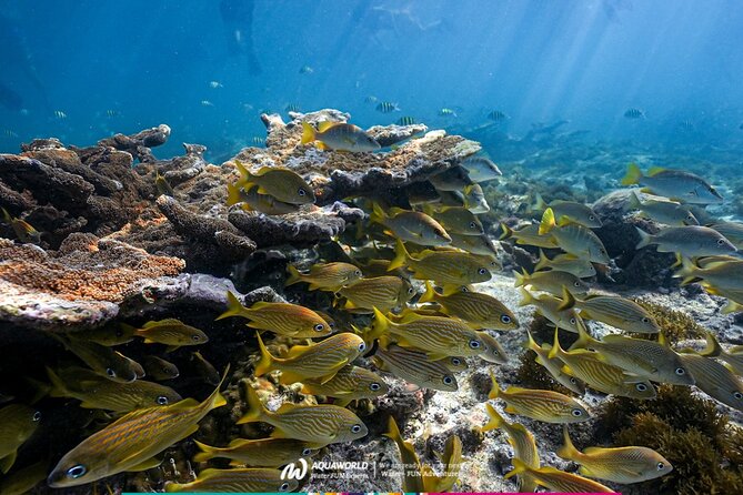 2-Hour Snorkeling Paradise Reef in Cancún Underwater Museum - Gear, lockers, showers, and the drink-and-chill factor