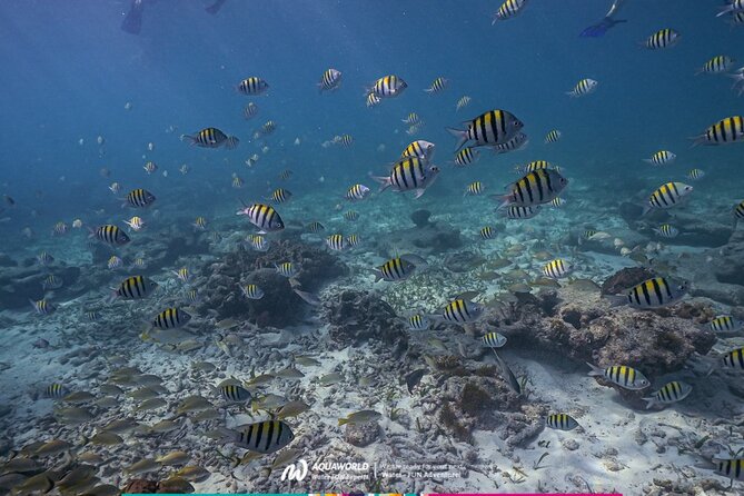 2-Hour Snorkeling Paradise Reef in Cancún Underwater Museum - Punta Nizuc snorkeling: calm water, real coral, and easy entry