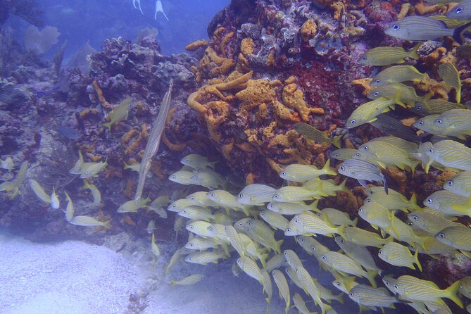 2 Tank Reef Dive in Mexico - First reef stop: 45 minutes of warm-water reef time