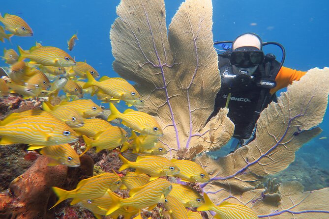 2 Tanks Dives Cancun Underwater Museum for Certified Divers - Second Tank at Manchones Reef: More Fish, Slightly More Depth