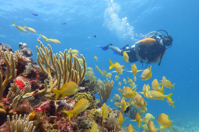 2 Tanks Dives Cancun Underwater Museum for Certified Divers - Boat Ride Reality: How to Reduce Seasickness and Stay Enjoying It