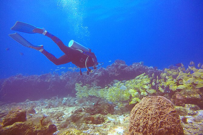 2 Tanks Scuba Diving in Punta Cancun Reefs for Certified Divers - Reef protection rules: sunscreen is out, so pack your brain instead