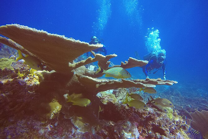 2 Tanks Scuba Diving in Punta Cancun Reefs for Certified Divers - Photo and video upgrade: worth it if you want more than memories