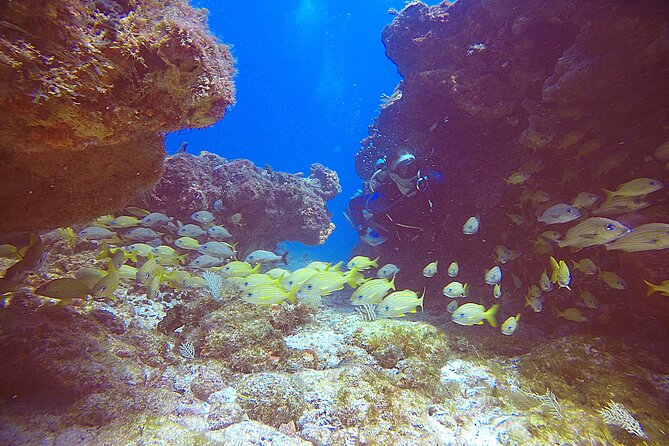 2 Tanks Scuba Diving Wreck and Reef in Cancun for Certified Divers - Second underwater stop: Cancun reef and the artificial reef zone