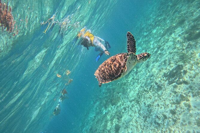 3 in 1 Jungle Speedboat and Snorkeling in Cancun - Price and Value: $65.50 Plus the Stuff You Might Add