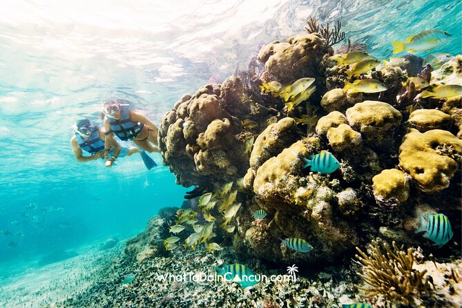 3-in-1 Puerto Morelos: Snorkeling, Tequila & Beachside Lunch - Who Should Book This, and Who Should Skip the Reef