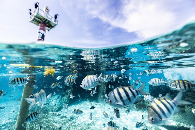 5-in-1 Cancun Snorkeling Tour with Sea Life & Transport Included - The 5-in-1 Cancun route in real-world time