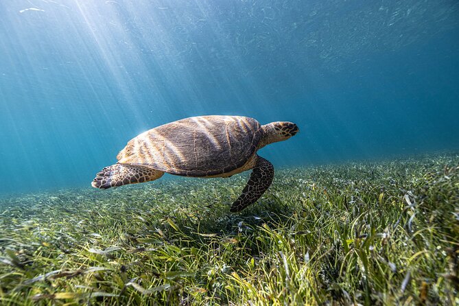 5-in-1 Cancun Snorkeling Tour with Sea Life & Transport Included - Stop 2: Underwater art galleries (Blessings and Vestiges)