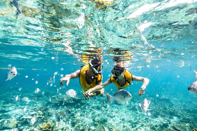 5-in-1 Cancun Snorkeling Tour with Sea Life & Transport Included - What’s included (and what can surprise you)