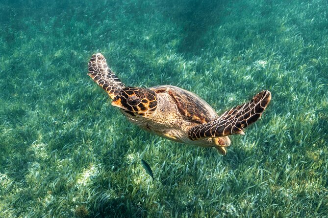 5-in-1 Cancun Snorkeling Tour with Sea Life & Transport Included - Stop 1: Coral reef snorkeling with calm-water odds