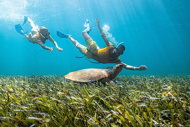 5-in-1 Cancun Snorkeling: Turtles, Reef, Musa, Shipwreck, Cenote - Entering Total Snorkel Cancun: Setup That Reduces Anxiety
