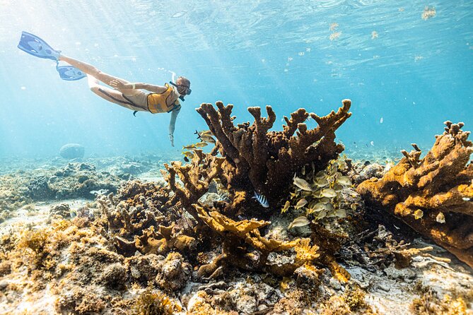 5-in-1 Cancun Snorkeling: Turtles, Reef, Musa, Shipwreck, Cenote - Who This 5-in-1 Cancun Snorkel Tour Fits Best
