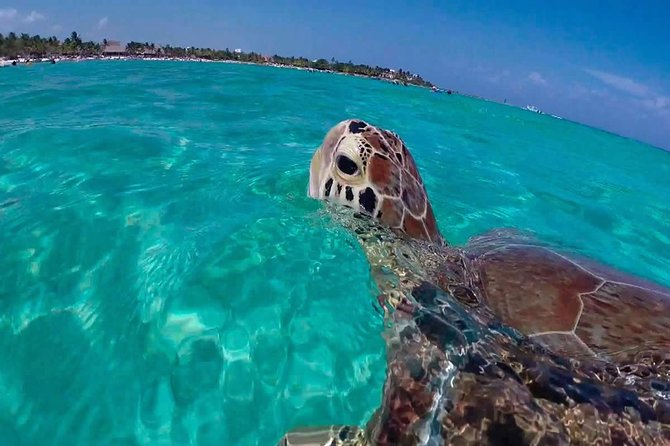 Amazing Adventure in Akumal. Swim with turtles and discover Tulum Ruins. - Akumal Turtle Snorkeling: the main event
