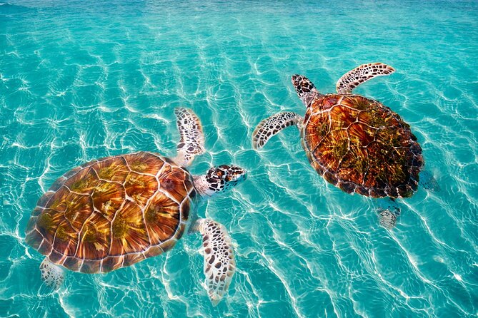 Amazing Adventure in Akumal. Swim with turtles and discover Tulum Ruins. - Cenote No-ho much: the cool break (and why it helps)