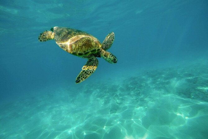 Amazing Adventure in Akumal. Swim with turtles and discover Tulum Ruins. - Timing, Crowds, and Why Your Arrival Time Matters