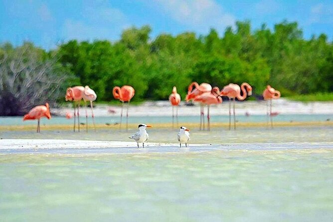 Amazing HOLBOX Full day tour and Cenote swim experience from Cancun! - Isla de la Pasion: mangroves, island walk, and a viewpoint