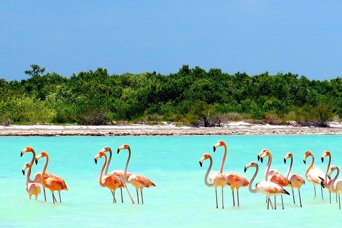 Amazing HOLBOX Full day tour and Cenote swim experience from Cancun! - Price and logistics: what $119.90 covers (and what doesn’t)