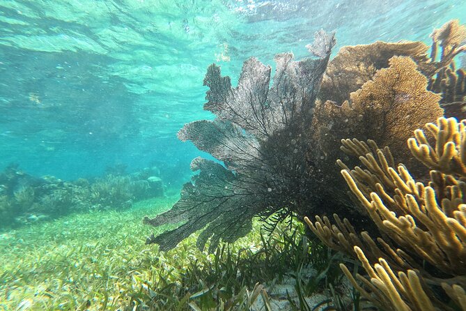 Amazing Snorkeling Experience + Real Mexican Tacos - The sunscreen and camera rules you must respect