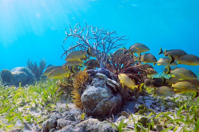 Amazing Snorkeling Experience + Real Mexican Tacos - Puerto Morelos free time: what to do with it