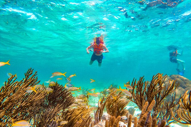 Amazing Snorkeling Experience + Real Mexican Tacos - Price and value: $39 plus the reef tax reality check