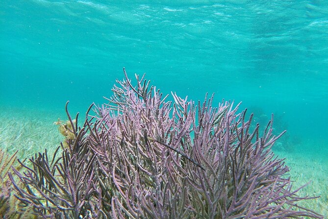 Amazing Snorkeling Experience + Real Mexican Tacos - Logistics that matter: pickup, group size, and timing