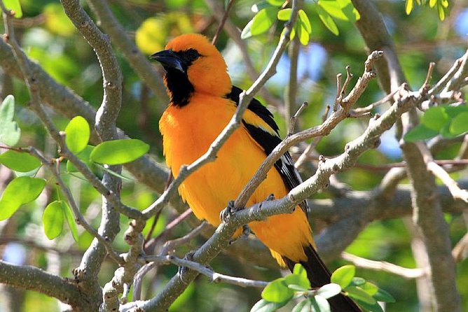 Bird watching ecofriendly tour from Cancun & Riviera Maya - Cancun to the Jungle: Why This 6-Hour Birding Trip Works