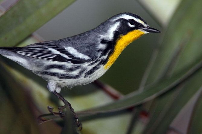 Bird watching ecofriendly tour from Cancun & Riviera Maya - Hotel Pickup at 5:00 am: Logistics That Make or Break the Day