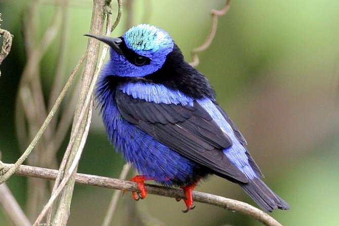 Bird watching ecofriendly tour from Cancun & Riviera Maya - Safety and Hygiene in Close Quarters
