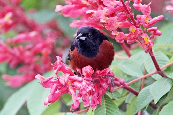 Bird watching ecofriendly tour from Cancun & Riviera Maya - The Jungle Morning: What You’ll Do in Two Birding Areas