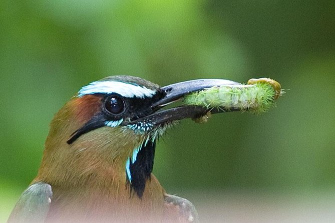 Bird watching ecofriendly tour from Cancun & Riviera Maya - The Jungle Meal: Tortillas and Black Beans in Nature