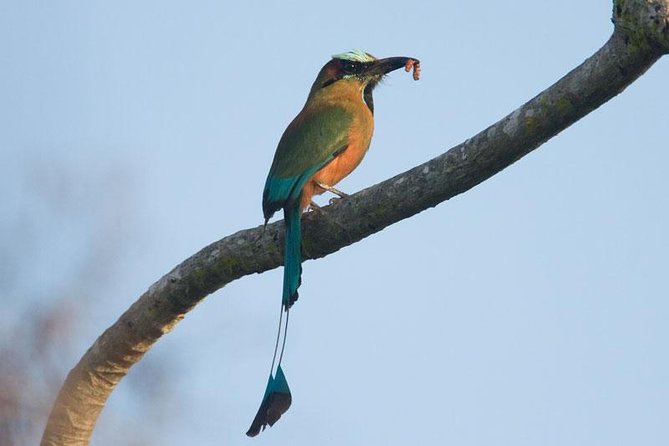 Bird watching ecofriendly tour from Cancun & Riviera Maya - What You Get to Take Home: Bird Lists and Better Birding Later