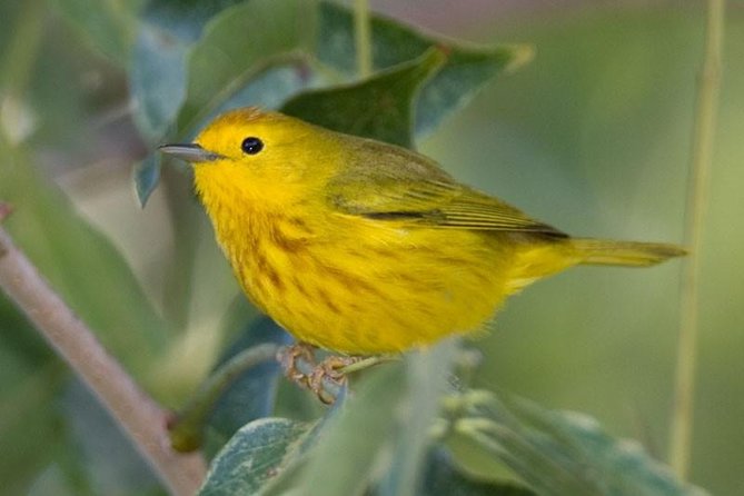Bird watching ecofriendly tour from Cancun & Riviera Maya - Price and Value: Is $790 a Good Deal for Bird Watching?
