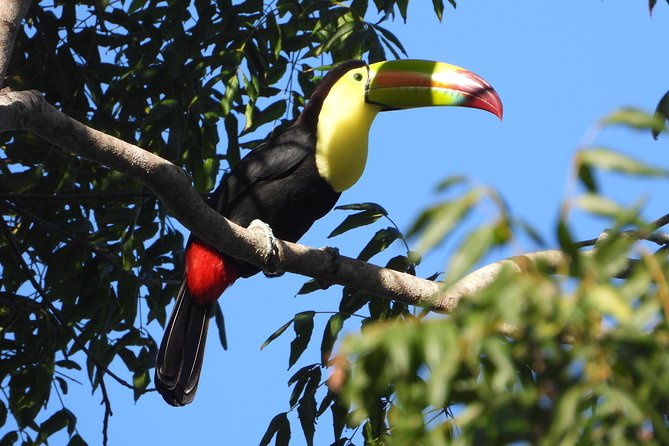 Birds of the Mayan World 1 - Why cenote trails are perfect for birdwatching in Puerto Morelos
