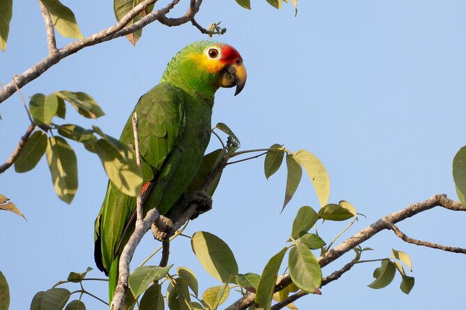 Birds of the Mayan World 1 - Guides Jose and Gil: how they turn you from listener to spotter