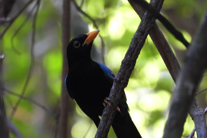 Birds of the Mayan World 1 - What tucans, aracaris, and 60+ species sightings teach you