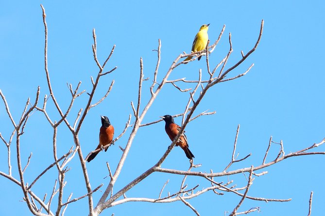 Birds of the Mayan World 1 - Value check: why this private birdwatching tour feels worth it