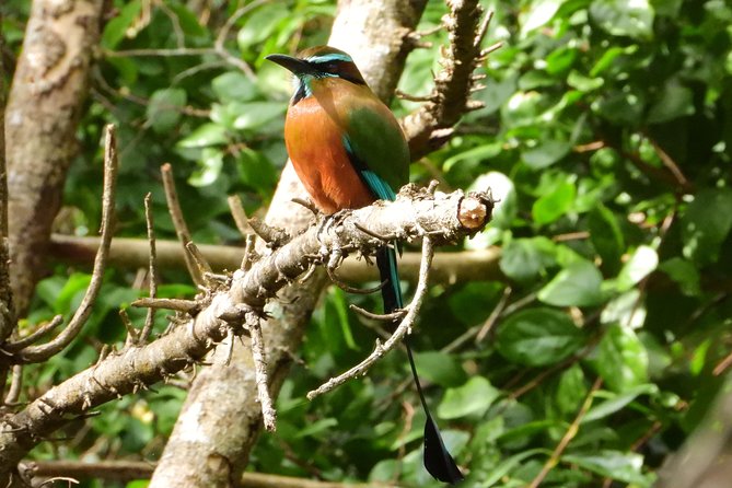 Birds of the Mayan World 1 - La Ruta de los Cenotes: what the walk is really like