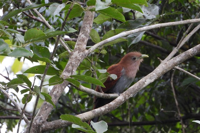 Birds of the Mayan World 2 / Route of the cenotes - Riviera Maya birding that feels like real nature, not a performance