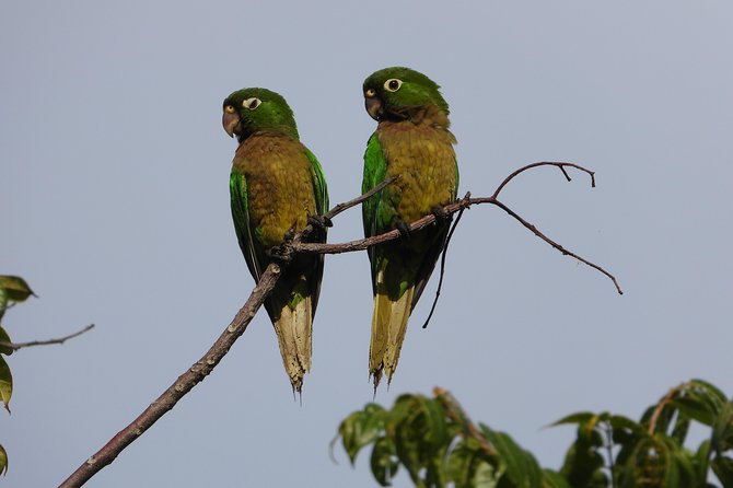 Birds of the Mayan World 2 / Route of the cenotes - What you’re really hunting: birds, endemics, and lifer energy