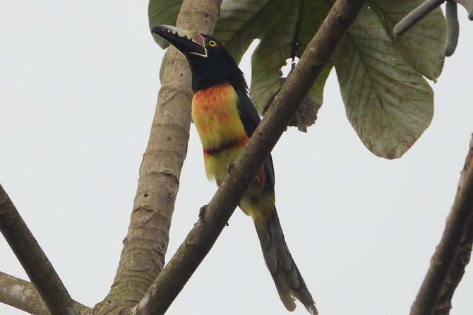 Birds of the Mayan World 2 / Route of the cenotes - José’s method: real-time eBird tracking and calm, effective spotting