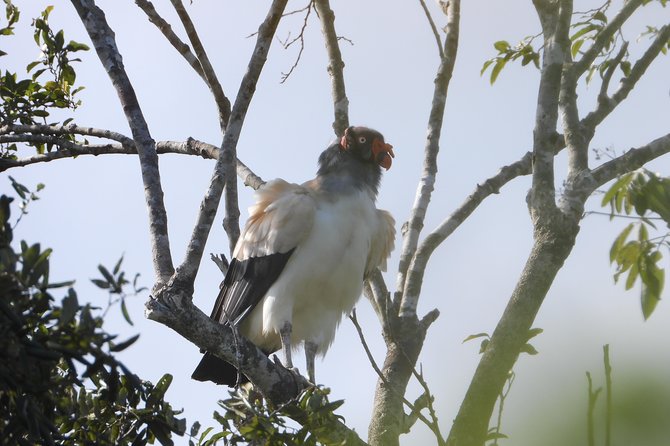 Birds of the Mayan World 2 / Route of the cenotes - Toucan moments and why timing matters (even in the evening)