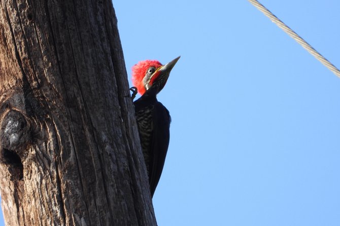 Birds of the Mayan World 2 / Route of the cenotes - Photography-friendly birding: how to get good shots without stressing wildlife