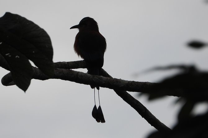 Birds of the Mayan World 2 / Route of the cenotes - Getting there: meeting point, pickup, and the private-group feel