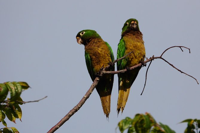 Birds of the Mayan World 3 - Why this Cancun birding tour fits the Riviera Maya so well