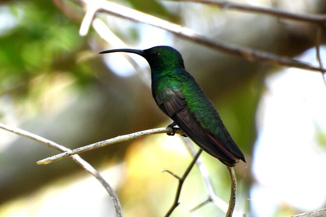 Birds of the Mayan World 3 - What low-impact bird watching really means on the ground