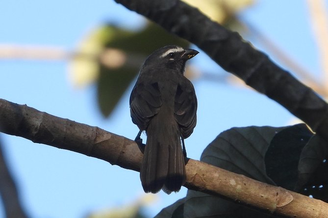 Birds of the Mayan World 3 - Guide attention that matches what you want to see