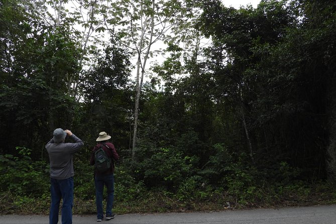Birds of the Mayan World 3 - Meeting point, pickup, and how to plan your morning