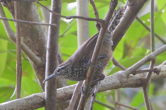 Birds of the Mayan World 3 - The 6-hour flow: an early start that stays manageable