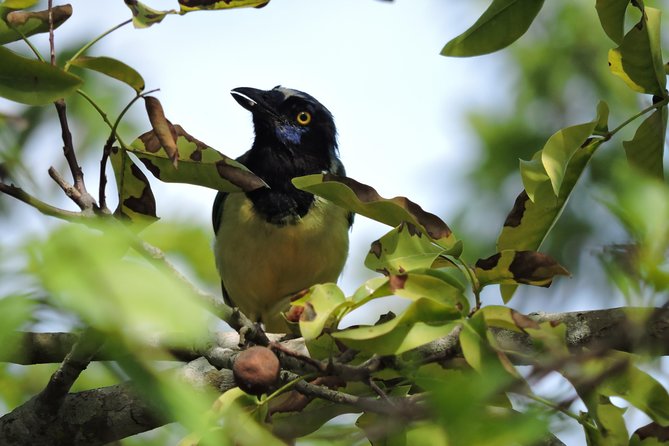 Birdwatching Cancun - Meet the guide: how species spotting actually works here