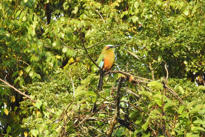 Birdwatching Cancun - The birding plan: what typically happens during your stops